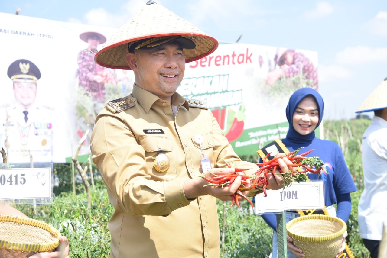 cover Langkah Kongkrit Kendalikan Inflasi, Fasha Panen Serentak Cabai di 4 Titik Lokasi